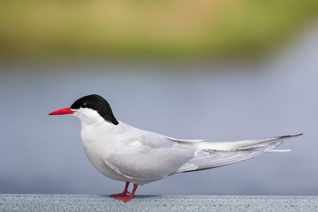 Arctic Tern (Sterna paradisaea)