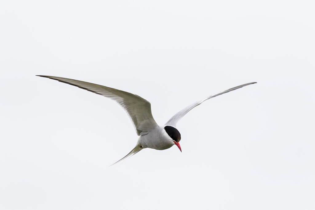 Arctic Tern (Sterna paradisaea)