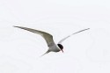 Arctic Tern (Sterna paradisaea)