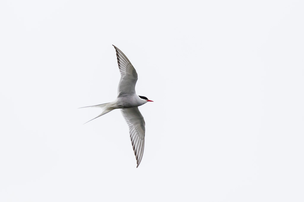 Arctic Tern (Sterna paradisaea)