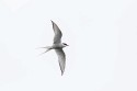 Arctic Tern (Sterna paradisaea)