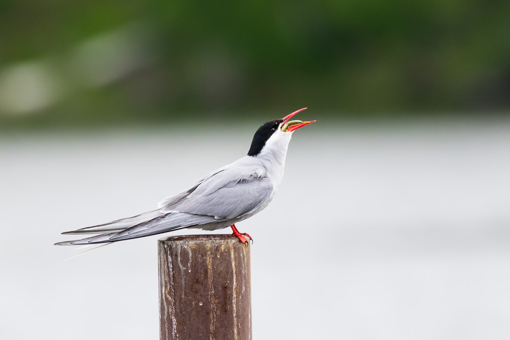 Arctic Tern (Sterna paradisaea)