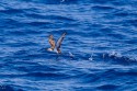 Audubon's Shearwater (Puffinus lherminieri)