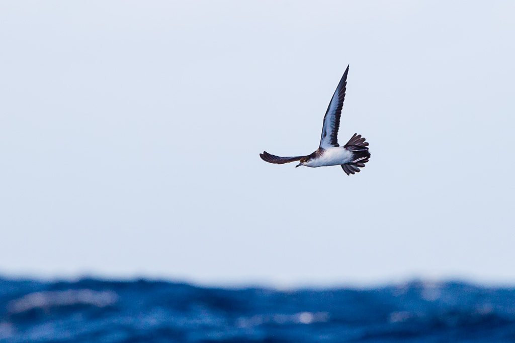 Audubon's Shearwater (Puffinus lherminieri)