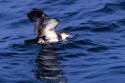 Audubon's Shearwater (Puffinus lherminieri)