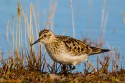 Baird's Sandpiper (Calidris bairdii)