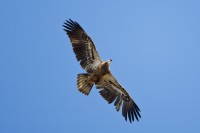 Bald Eagle (Haliaeetus leucocephalus)