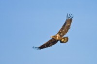 Bald Eagle (Haliaeetus leucocephalus)