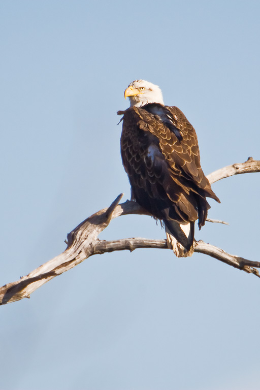 Bald Eagle (Haliaeetus leucocephalus)