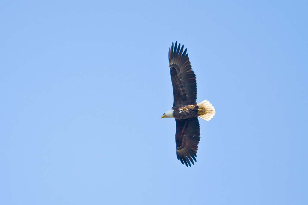 Bald Eagle (Haliaeetus leucocephalus)