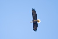 Bald Eagle (Haliaeetus leucocephalus)