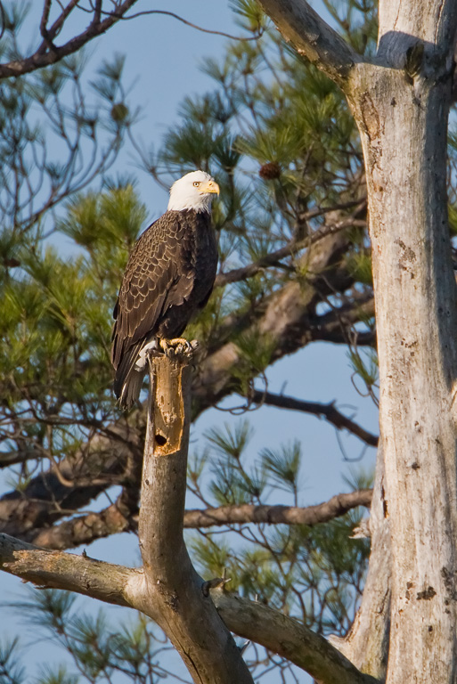 Bald Eagle (Haliaeetus leucocephalus)