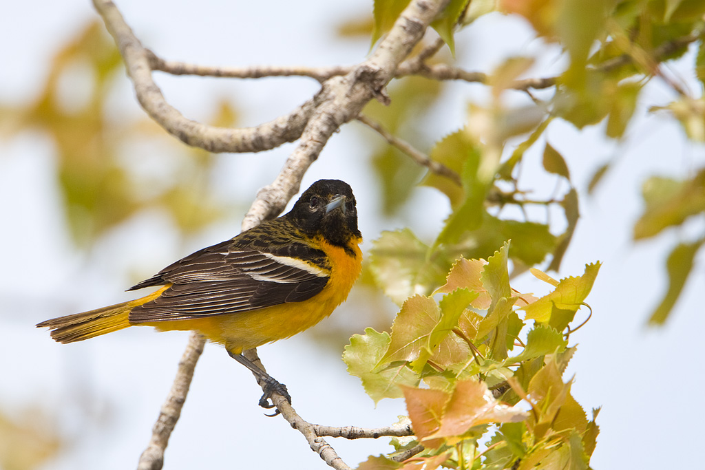 Baltimore Oriole (Icterus galbula)