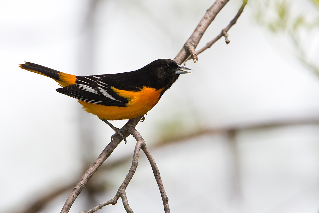 Baltimore Oriole (Icterus galbula)