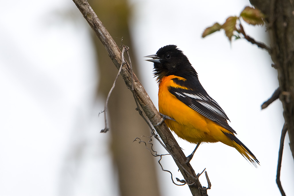 Baltimore Oriole (Icterus galbula)