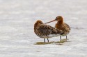 Bar-tailed Godwit (Limosa lapponica)