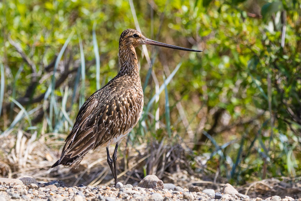 Bar-tailed Godwit (Limosa lapponica)