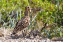 Bar-tailed Godwit (Limosa lapponica)