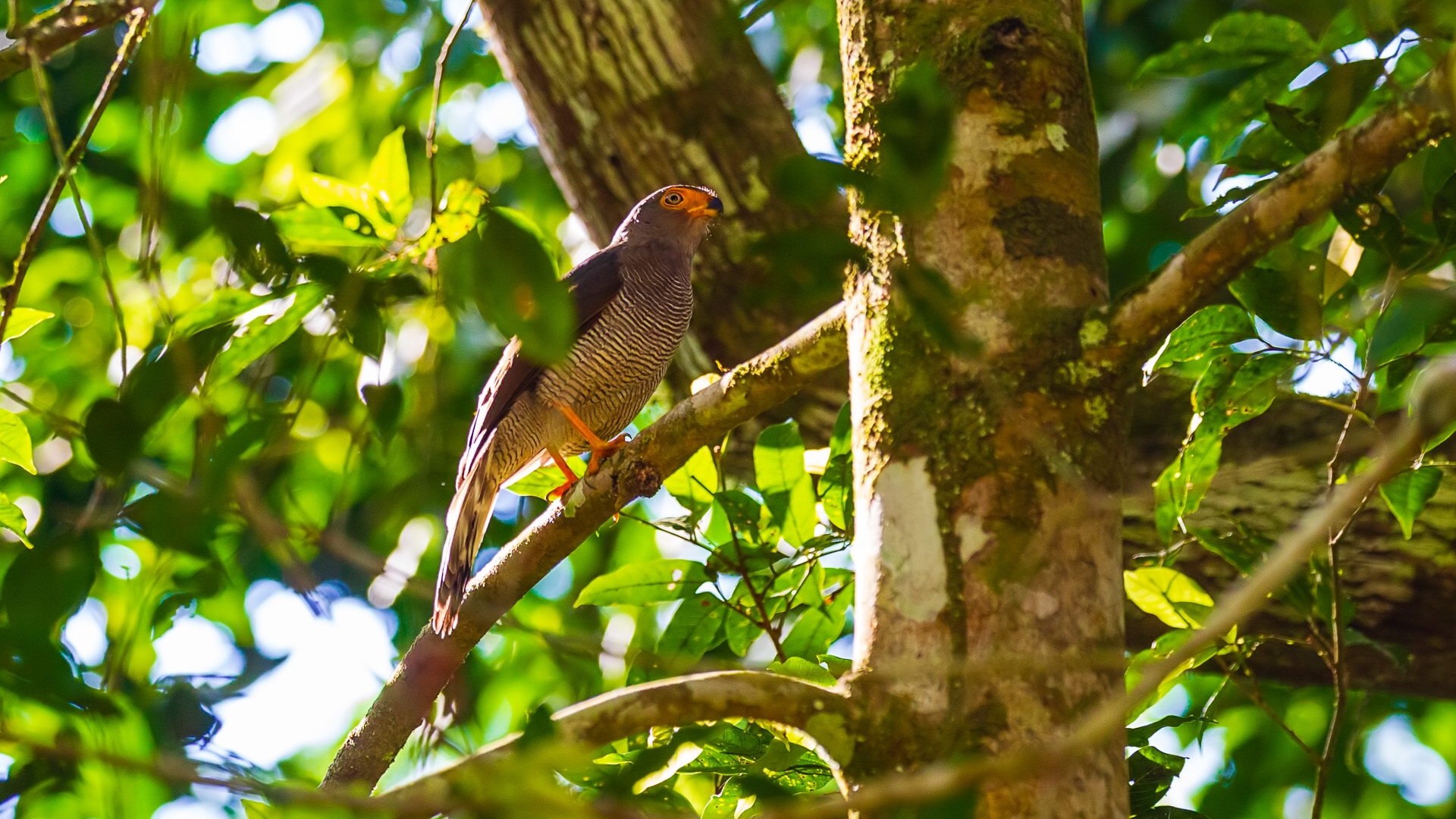 Barred Forest-Falcon (Micrastur ruficollis)