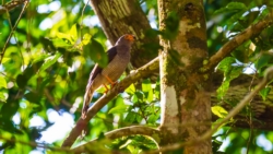 Barred Forest-Falcon (Micrastur ruficollis)