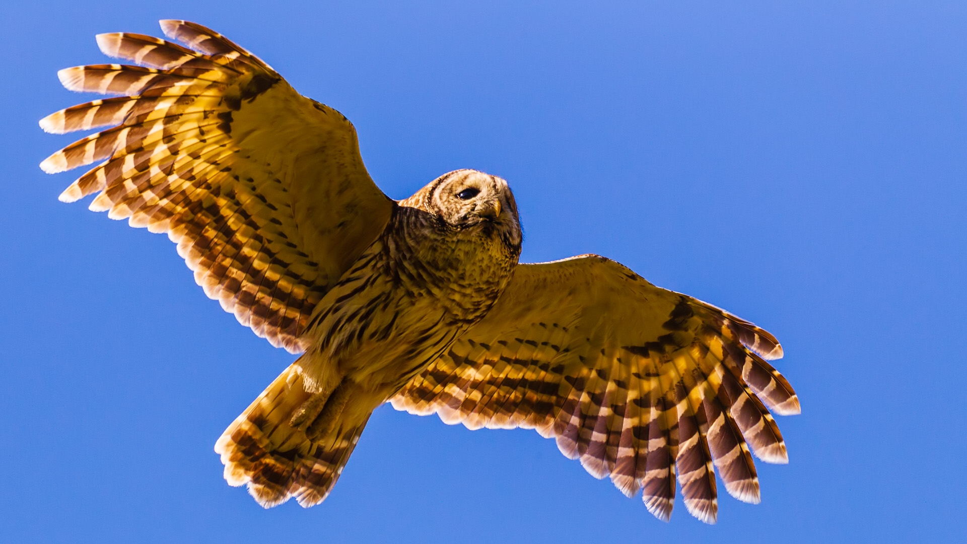 Barred Owl (Strix varia)