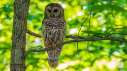 Barred Owl (Strix varia)