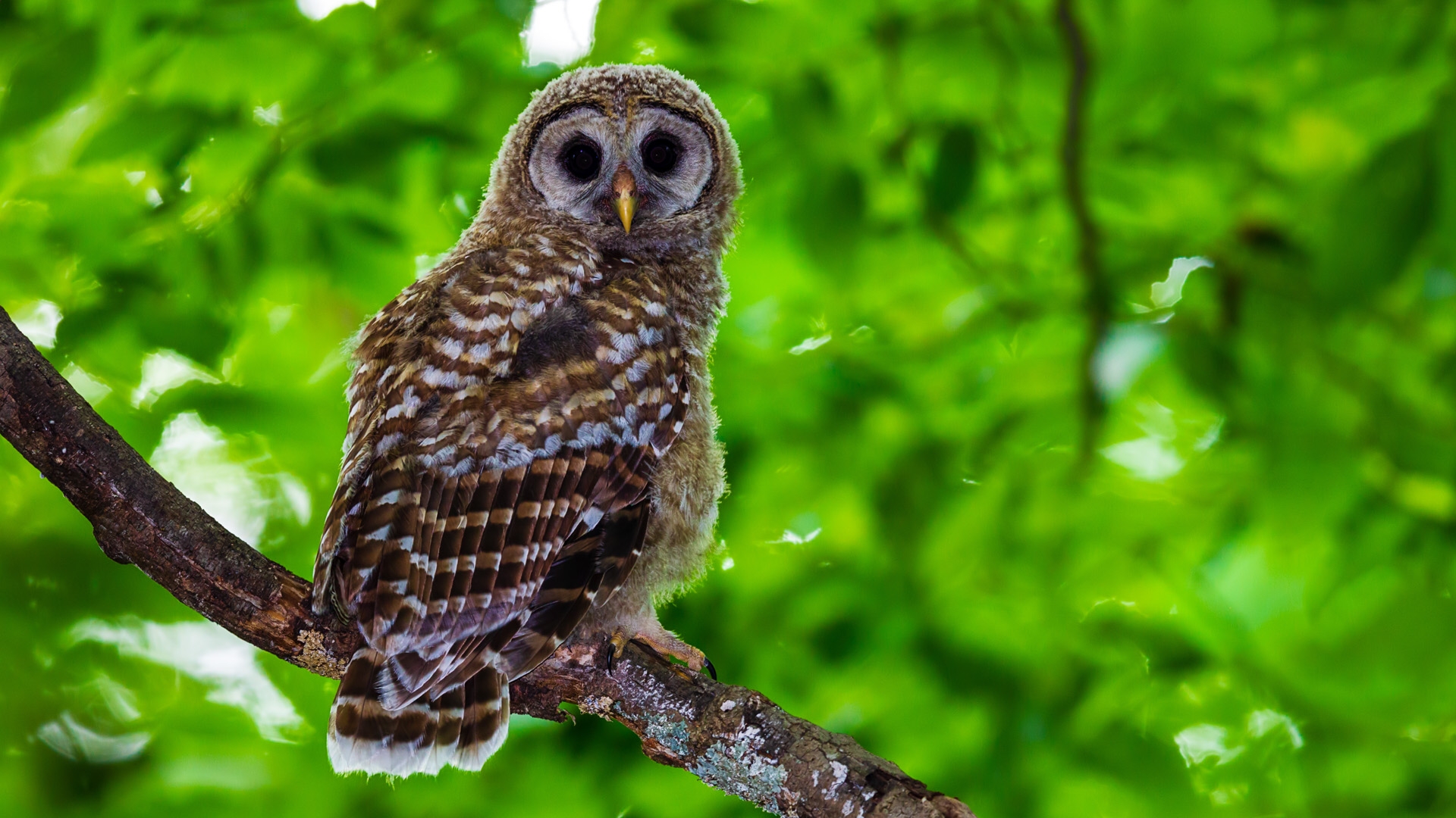 Barred Owl (Strix varia)