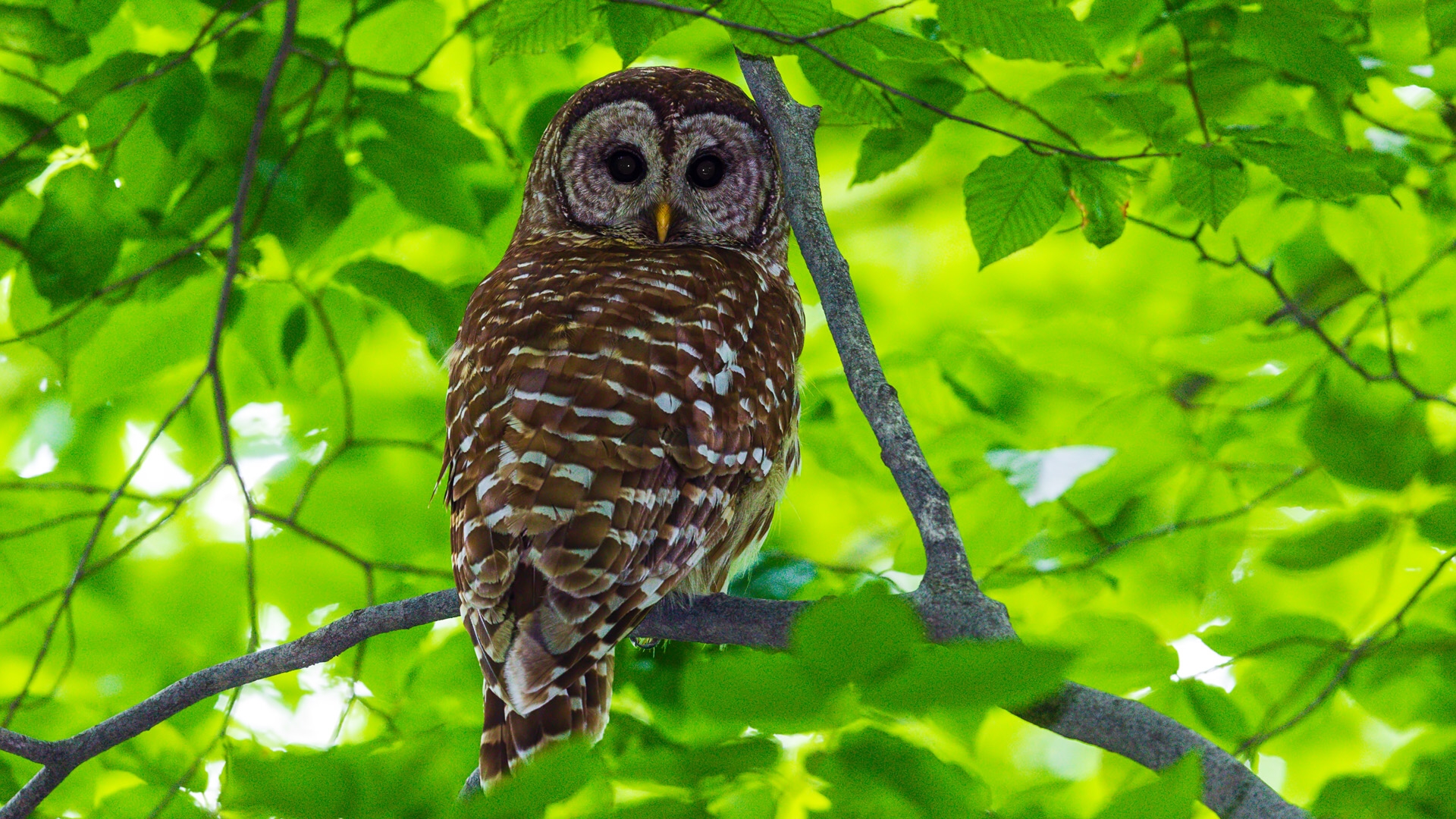 Barred Owl (Strix varia)