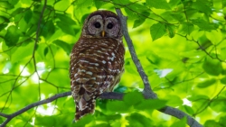 Barred Owl (Strix varia)