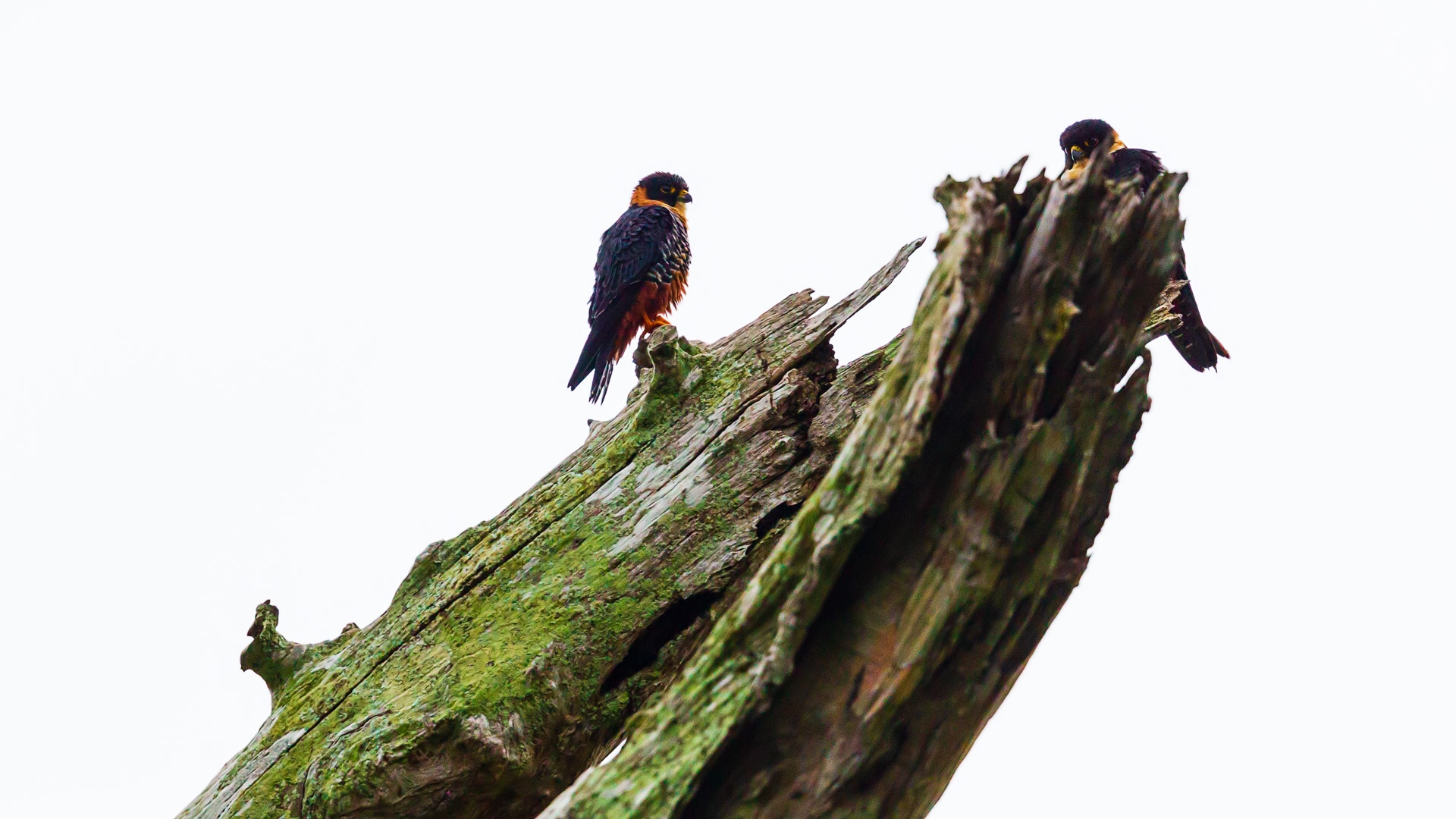 Bat Falcon (Falco rufigularis)