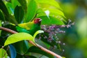 Bay-headed Tanager (Tangara gyrola)