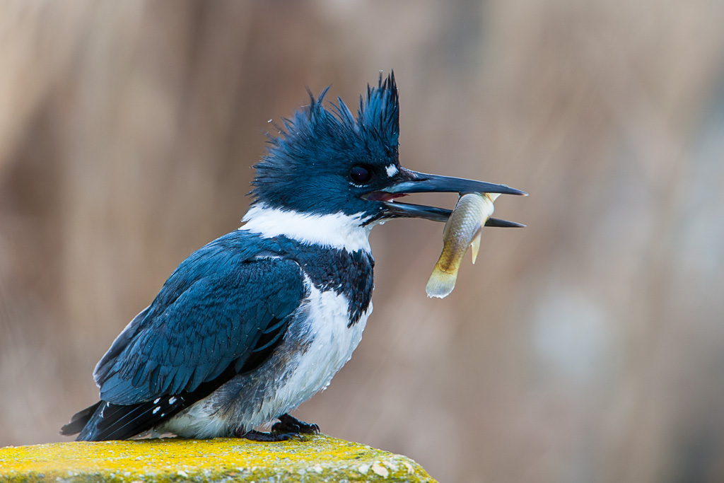 Belted Kingfisher (Ceryle alcyon)