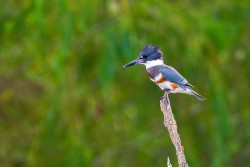 Belted Kingfisher (Ceryle alcyon)