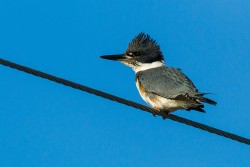 Belted Kingfisher (Megaceryle alcyon)