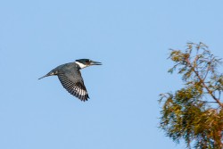 Belted Kingfisher (Ceryle alcyon)