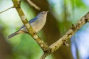 Bicolored Conebill (Conirostrum bicolor)