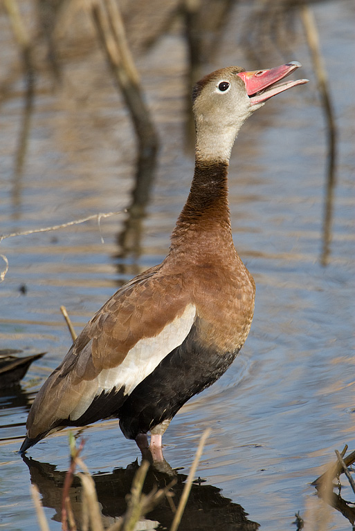 Black-bellied Whistling Duck (Dendrocygna autumnalis)