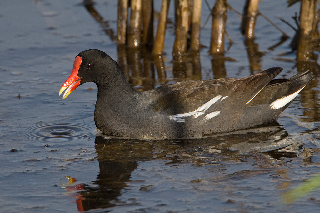 Common Moorhen (Gallinula chloropus)