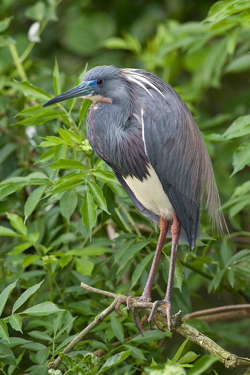 Tricolored Heron (Egreta tricolor)