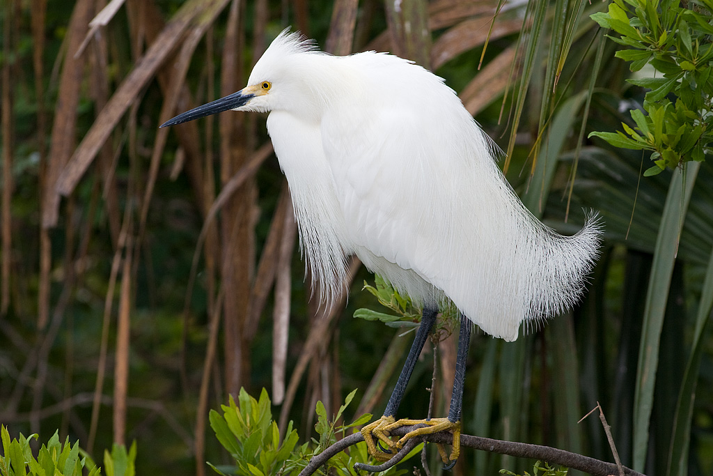 Snowy Egret (Egretta thula)