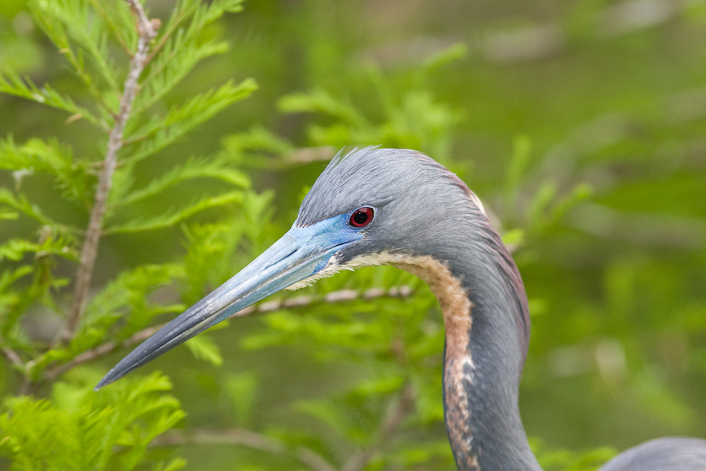 Tricolored Heron (Egreta tricolor)