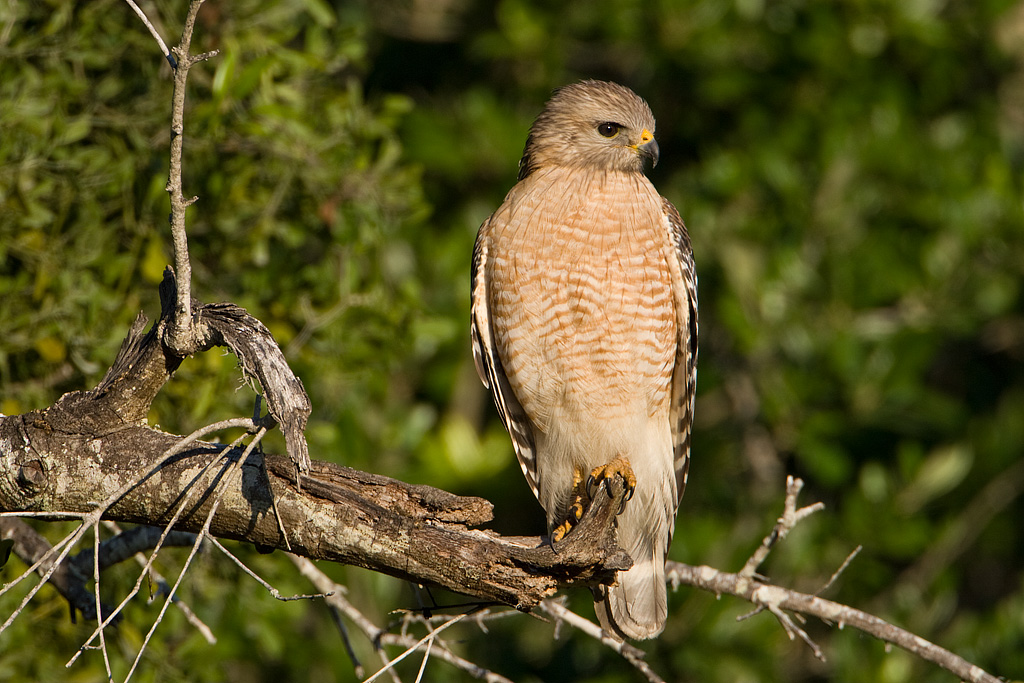 Red-shouldered Hawk (Buteo lineatus)