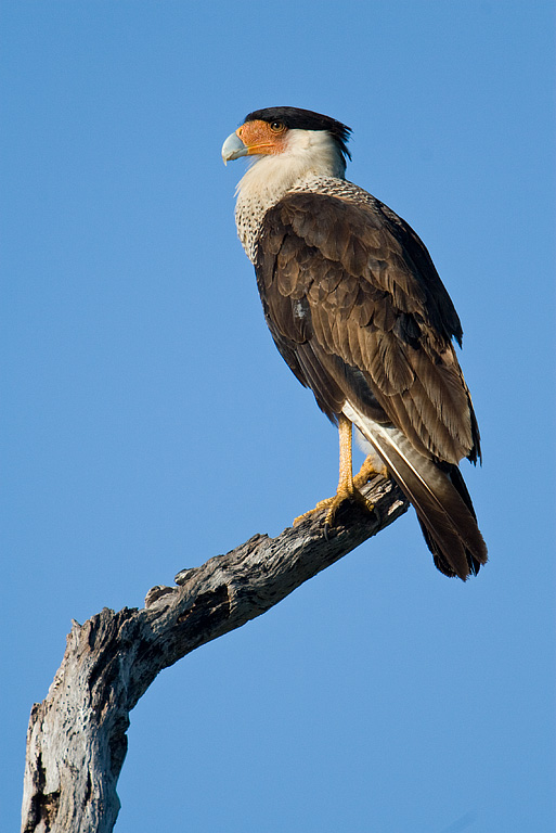 Crested Caracara (Caracara cheriway)