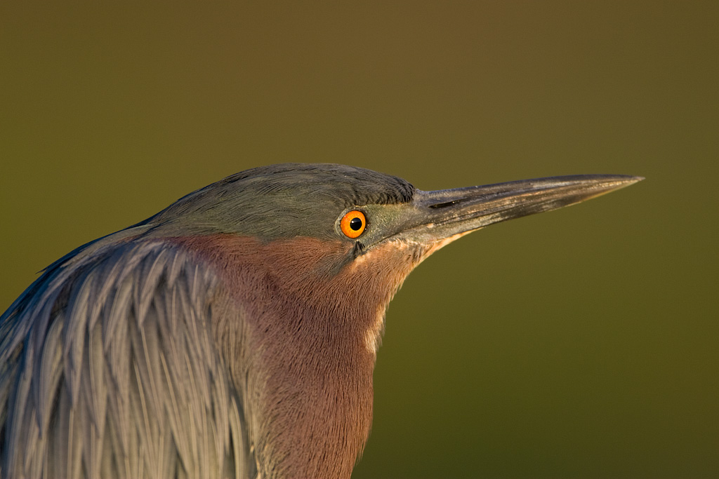 Green Heron (Butorides virescens)