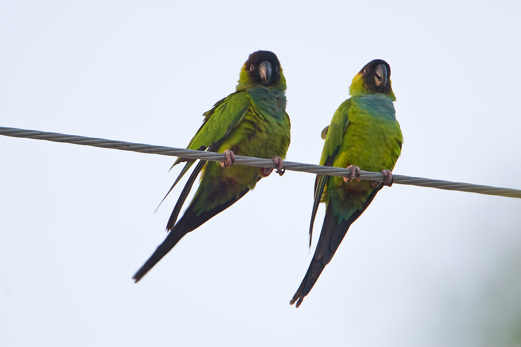 Black-hooded Parakeet (Nandayus nenday)