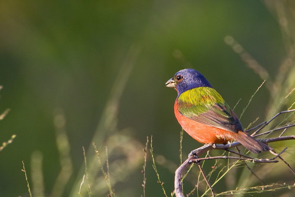 Painted Bunting (Passerina ciris)