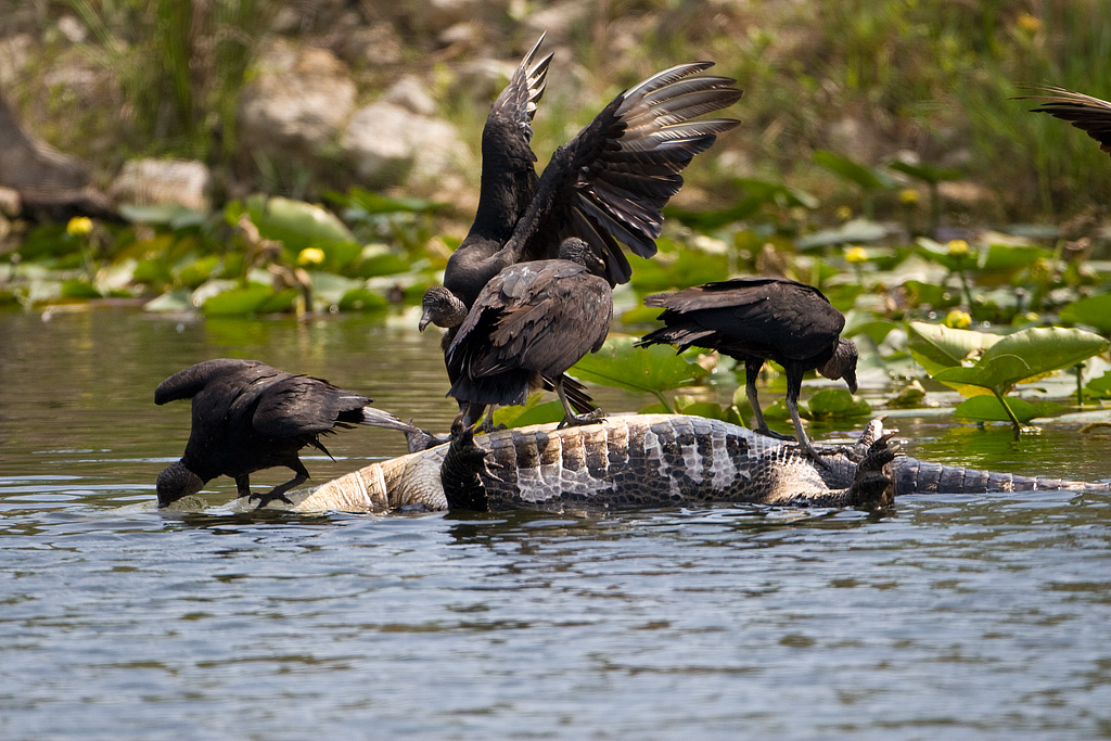 Black Vultures (Coragyps atratus) feeding on American Alligator (Alligator mississippiensis)