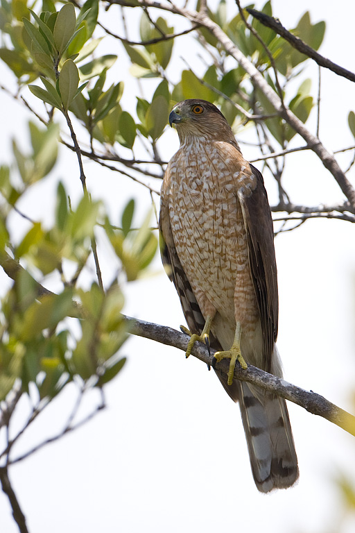 Cooper's Hawk (Accipiter cooperii)