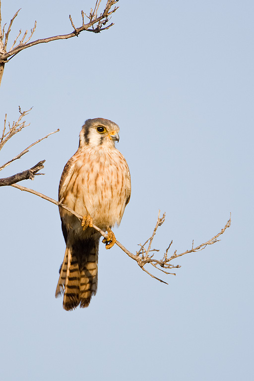 American Kestrel (Falco sparverius)