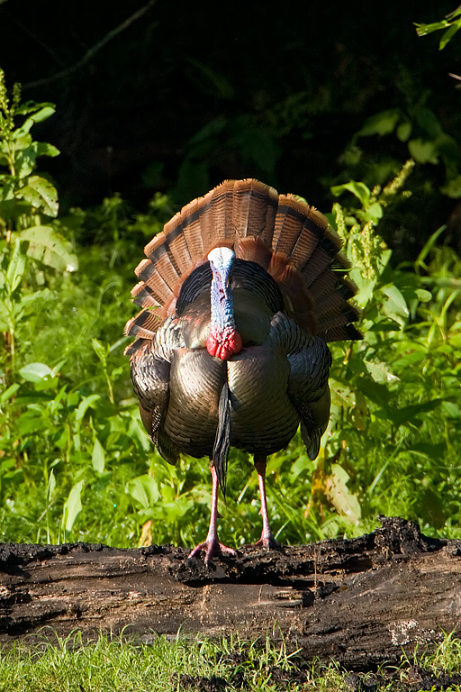 Wild Turkey (Meleagris gallopavo)